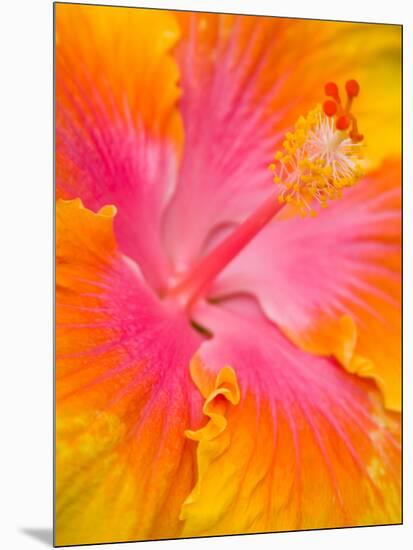 Pink and Yellow Hibiscus, San Francisco, California, USA-Julie Eggers-Mounted Photographic Print