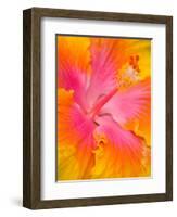 Pink and Yellow Hibiscus, San Francisco, California, USA-Julie Eggers-Framed Photographic Print