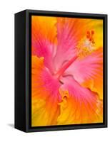 Pink and Yellow Hibiscus, San Francisco, California, USA-Julie Eggers-Framed Stretched Canvas