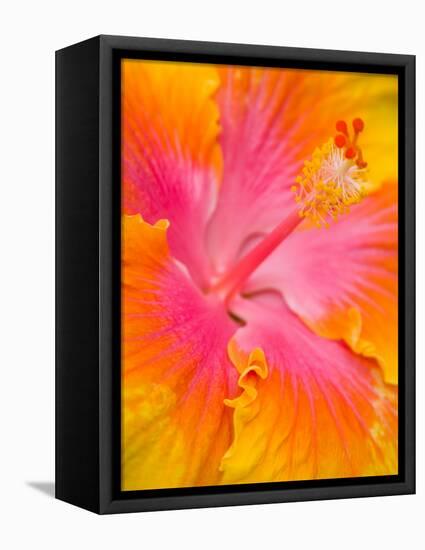 Pink and Yellow Hibiscus, San Francisco, California, USA-Julie Eggers-Framed Stretched Canvas