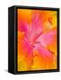 Pink and Yellow Hibiscus, San Francisco, California, USA-Julie Eggers-Framed Stretched Canvas