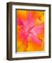 Pink and Yellow Hibiscus, San Francisco, California, USA-Julie Eggers-Framed Premium Photographic Print