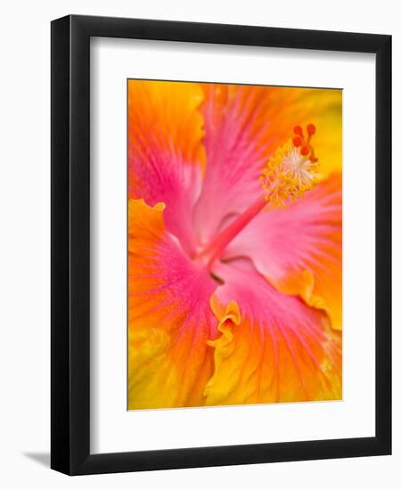 Pink and Yellow Hibiscus, San Francisco, California, USA-Julie Eggers-Framed Premium Photographic Print