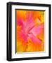 Pink and Yellow Hibiscus, San Francisco, California, USA-Julie Eggers-Framed Premium Photographic Print