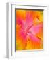 Pink and Yellow Hibiscus, San Francisco, California, USA-Julie Eggers-Framed Premium Photographic Print