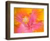 Pink and Yellow Hibiscus, San Francisco, California, USA-Julie Eggers-Framed Photographic Print