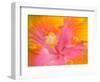 Pink and Yellow Hibiscus, San Francisco, California, USA-Julie Eggers-Framed Photographic Print