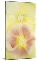 Pink and Yellow Hollyhocks, c.1952-Georgia O'Keeffe-Mounted Art Print