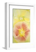 Pink and Yellow Hollyhocks, c.1952-Georgia O'Keeffe-Framed Art Print