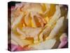 Pink and Yellow Tea Rose-Lynn M^ Stone-Stretched Canvas