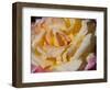 Pink and Yellow Tea Rose-Lynn M^ Stone-Framed Photographic Print
