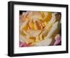 Pink and Yellow Tea Rose-Lynn M^ Stone-Framed Photographic Print