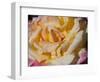 Pink and Yellow Tea Rose-Lynn M^ Stone-Framed Photographic Print