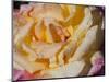 Pink and Yellow Tea Rose-Lynn M^ Stone-Mounted Photographic Print