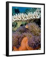 Pink Anemeonefish Peering from Tenticles of Magnificent Sea Anemone-Stephen Frink-Framed Photographic Print