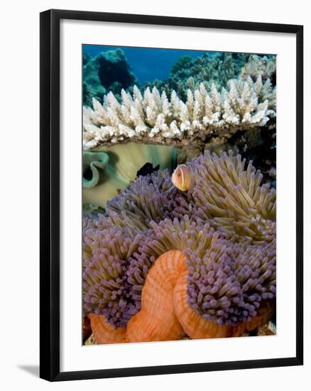 Pink Anemeonefish Peering from Tenticles of Magnificent Sea Anemone-Stephen Frink-Framed Photographic Print