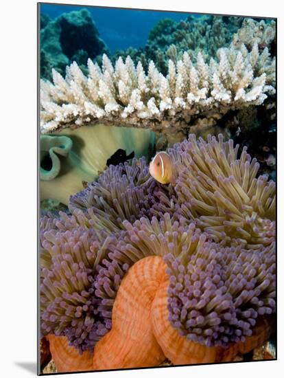 Pink Anemeonefish Peering from Tenticles of Magnificent Sea Anemone-Stephen Frink-Mounted Photographic Print