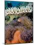 Pink Anemeonefish Peering from Tenticles of Magnificent Sea Anemone-Stephen Frink-Mounted Photographic Print