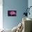 Pink Anemone-Richard T. Nowitz-Stretched Canvas displayed on a wall