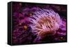 Pink Anemone-Richard T. Nowitz-Framed Stretched Canvas