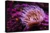 Pink Anemone-Richard T. Nowitz-Stretched Canvas