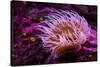 Pink Anemone-Richard T. Nowitz-Stretched Canvas