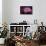 Pink Anemone-Richard T. Nowitz-Framed Stretched Canvas displayed on a wall