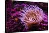 Pink Anemone-Richard T. Nowitz-Stretched Canvas