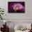 Pink Anemone-Richard T. Nowitz-Framed Stretched Canvas displayed on a wall