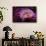 Pink Anemone-Richard T. Nowitz-Framed Stretched Canvas displayed on a wall