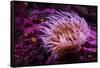 Pink Anemone-Richard T. Nowitz-Framed Stretched Canvas