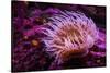 Pink Anemone-Richard T. Nowitz-Stretched Canvas