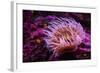 Pink Anemone-Richard T. Nowitz-Framed Photographic Print