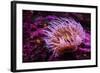 Pink Anemone-Richard T. Nowitz-Framed Photographic Print