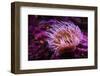 Pink Anemone-Richard T. Nowitz-Framed Photographic Print