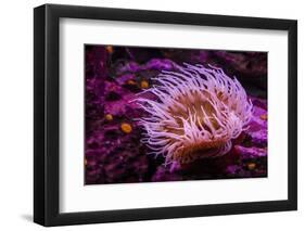 Pink Anemone-Richard T. Nowitz-Framed Photographic Print