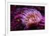 Pink Anemone-Richard T. Nowitz-Framed Photographic Print