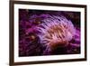 Pink Anemone-Richard T. Nowitz-Framed Photographic Print