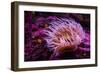 Pink Anemone-Richard T. Nowitz-Framed Photographic Print