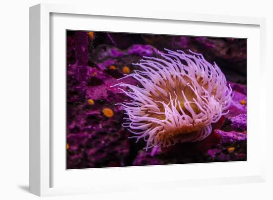 Pink Anemone-Richard T. Nowitz-Framed Photographic Print