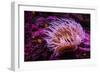 Pink Anemone-Richard T. Nowitz-Framed Photographic Print