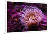 Pink Anemone-Richard T. Nowitz-Framed Photographic Print