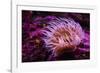 Pink Anemone-Richard T. Nowitz-Framed Photographic Print