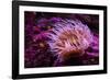 Pink Anemone-Richard T. Nowitz-Framed Photographic Print