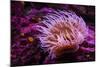 Pink Anemone-Richard T. Nowitz-Mounted Photographic Print