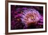 Pink Anemone-Richard T. Nowitz-Framed Photographic Print