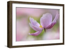 Pink Anemone-Cora Niele-Framed Photographic Print