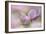 Pink Anemone-Cora Niele-Framed Photographic Print