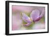 Pink Anemone-Cora Niele-Framed Photographic Print