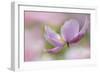 Pink Anemone-Cora Niele-Framed Photographic Print